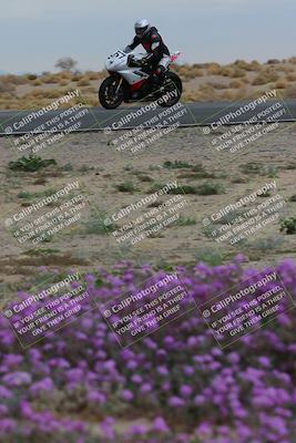media/Jan-14-2023-SoCal Trackdays (Sat) [[497694156f]]/Turn 14 Exit Bloomig (145pm)/